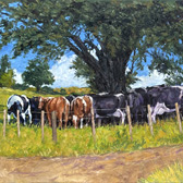 Paul Hooker, Oil paintings of cows, art